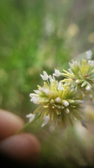 Juncus chlorocephalus