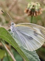 Pieris rapae