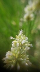 Juncus chlorocephalus