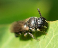 Hylaeus mesillae cressoni