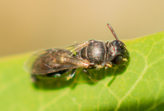 Hylaeus mesillae cressoni