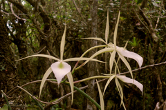 Brassavola tuberculata