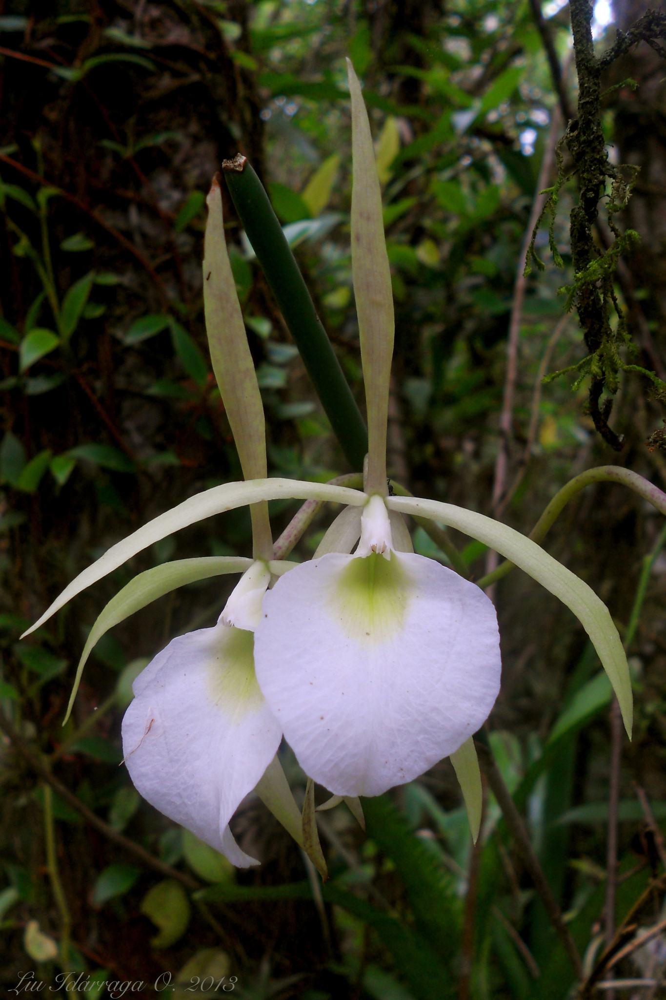 Brassavola tuberculata Hook. 4