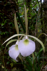 Brassavola tuberculata