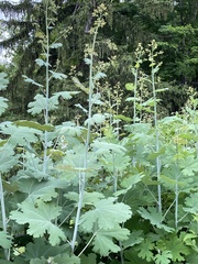 Macleaya