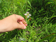 Rhexia mariana interior
