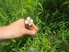 Rhexia mariana interior