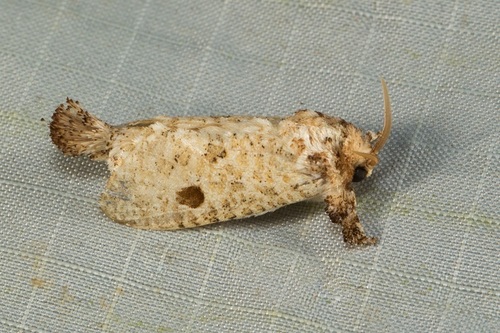 Metarbelidae