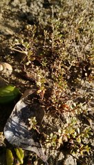 Samolus repens repens