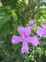 Bignonia diversifolia