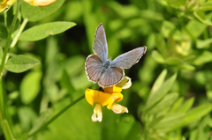 Cupido amyntula