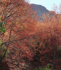 Nothofagus macrocarpa