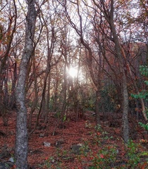Nothofagus macrocarpa