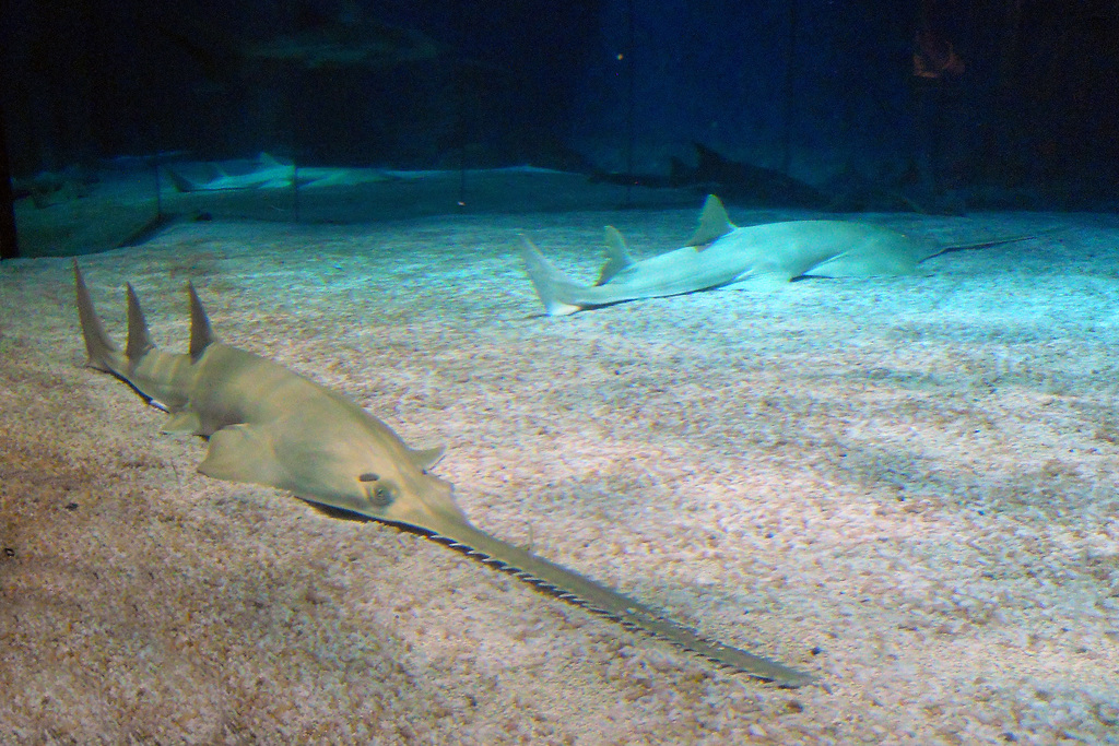 Green Sawfish