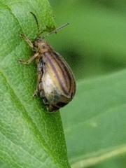 Ophraella conferta