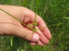 Cyperus pseudovegetus