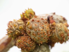 Tanaostigmodes howardii