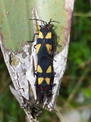 Oncopeltus orourkeae