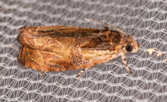 Olethreutes nigranum