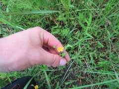 Hypericum denticulatum