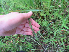 Hypericum denticulatum