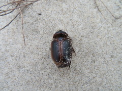 Pericoptus truncatus