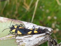 Oncopeltus orourkeae