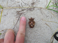 Pericoptus truncatus