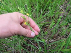 Hypericum denticulatum
