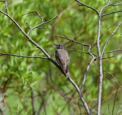 Muscicapa sibirica