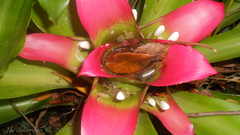 Nidularium innocentii