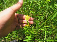 Lysimachia lanceolata