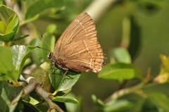 Callophrys johnsoni