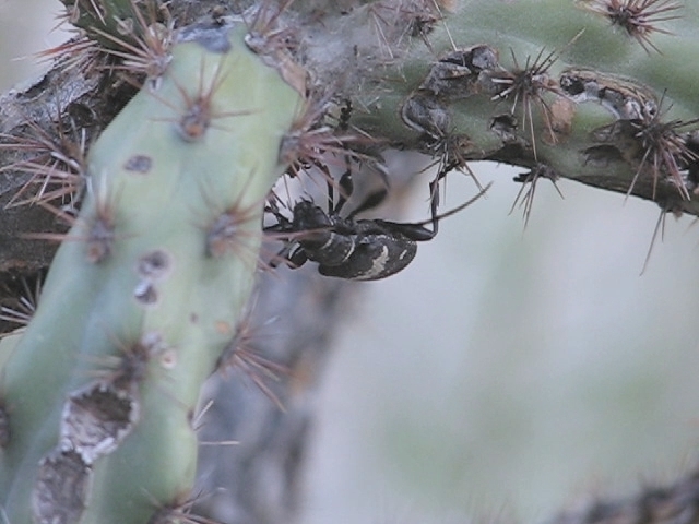 Coenopoeus
