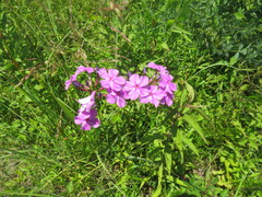 Phlox glaberrima