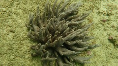 Capnella gaboensis image