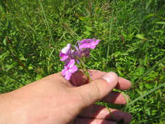 Phlox glaberrima