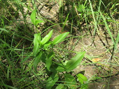 Eryngium integrifolium