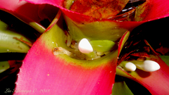 Nidularium innocentii