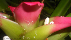 Nidularium innocentii