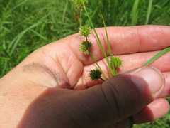 Juncus scirpoides