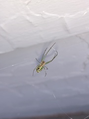 Leucauge venusta