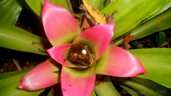 Nidularium innocentii