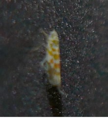 Typhlocyba quercus
