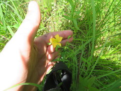 Hypericum denticulatum