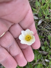 Dryas octopetala