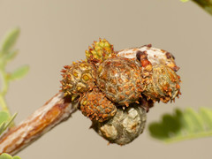 Tanaostigmodes howardii