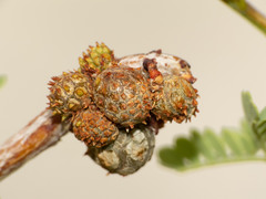 Tanaostigmodes howardii