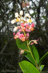 Byrsonima ligustrifolia