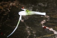 Nidularium innocentii